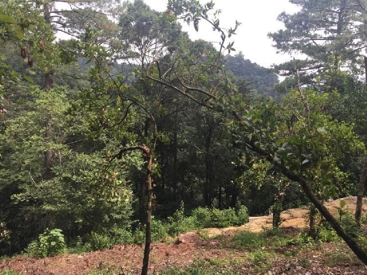 Terreno en venta en Labor de Castilla Mixco Guatemala — foto 1