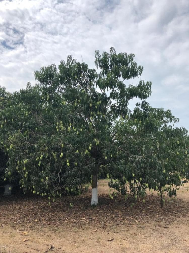 Terreno en Venta en Nueva Concepción — foto 2