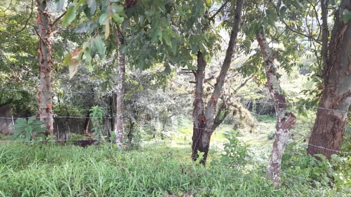 Lote en venta, Sausalito Fraijanes Km. 19.8 — foto 2