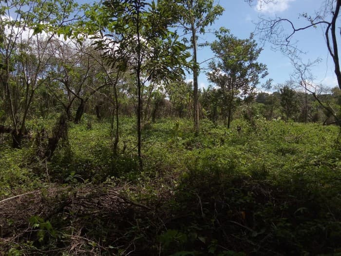 Vendo Terreno de 13 manzanas en Km. 25.5 CAES — foto 5