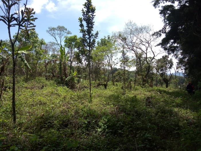 Vendo Terreno de 13 manzanas en Km. 25.5 CAES — foto 3