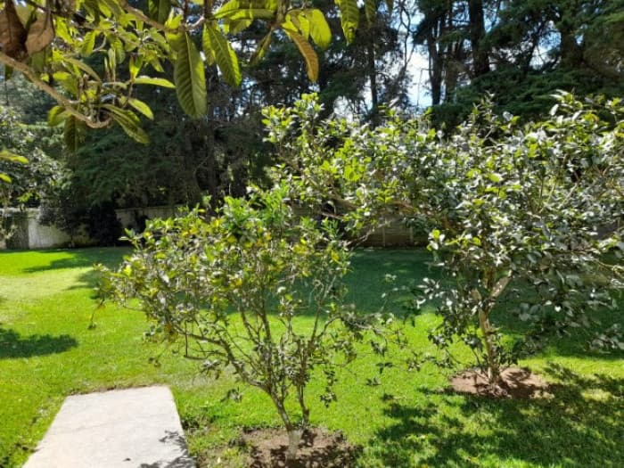 Casa en Venta y renta Arrazola Panorama CES sin muebles — foto 14