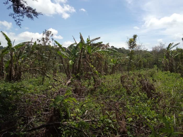 Vendo Terreno de 13 manzanas en Km. 25.5 CAES — foto 2