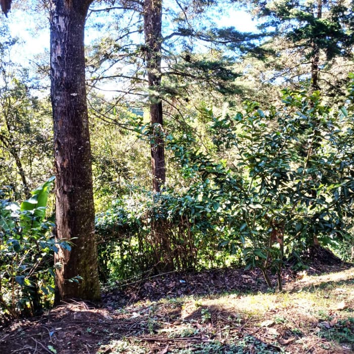 VENTA DE TERRENO EN LO DE DIEGUEZ — foto 2
