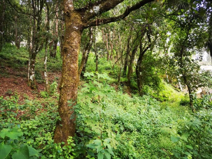 Venta de terreno en El Encinal, tronco 8. — foto 1