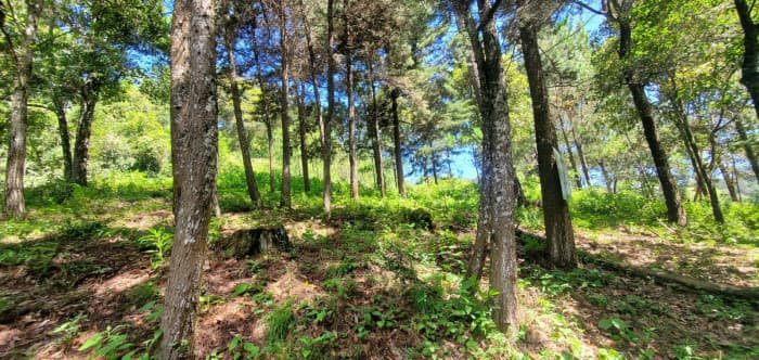 Rancho Verde Fraijanes Lote en venta — foto 13