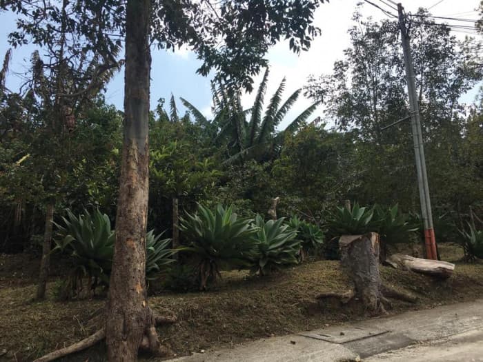 Terreno de 7338 mts2 en venta en Santa Rosalia — foto 3