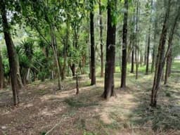Terreno en Renta para Vivero o Restaurante tipo Pérgola