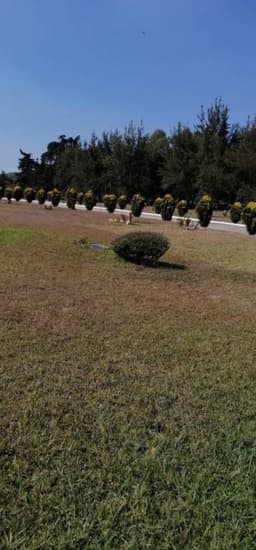Terreno en Venta Cementerio Jardín Los Olivos, CES