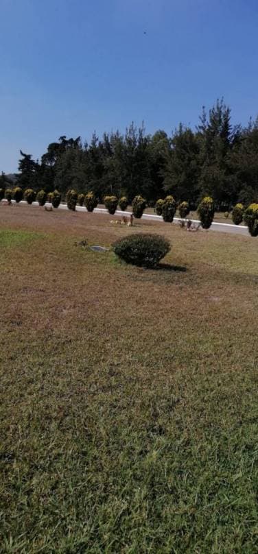 Terreno en Venta Cementerio Jardín Los Olivos, CES