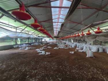 Granja Avícola en Renta, Escuintla — foto 1